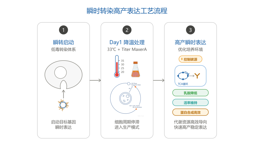 瞬转产质跃升法:CHO-S 高产量优质量的体系与应用策略(图4)