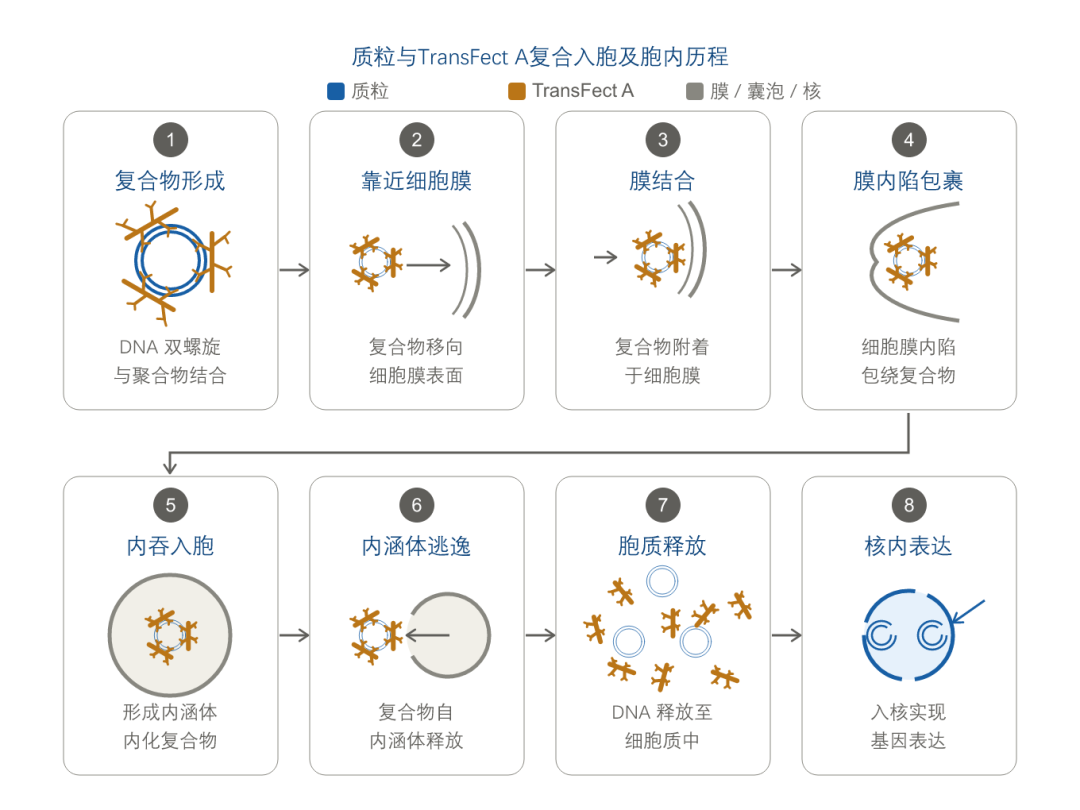 瞬转产质跃升法:CHO-S 高产量优质量的体系与应用策略(图3)